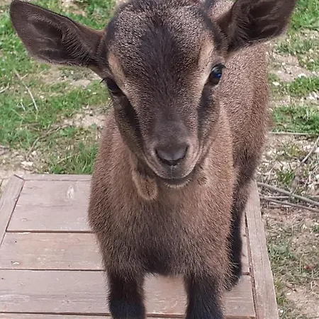 Bed & Breakfast Le Cerque Spoleto