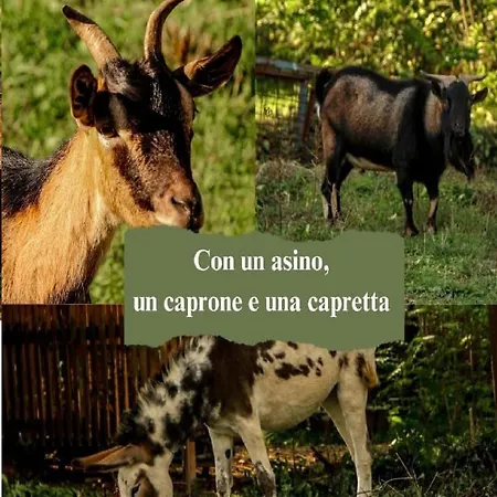 Le Cerque